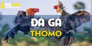 Đôi nét về đá gà Thomo